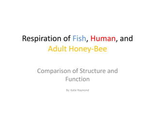 Respiration of Fish, Human, and
       Adult Honey-Bee

    Comparison of Structure and
            Function
             By: Katie Raymond
 