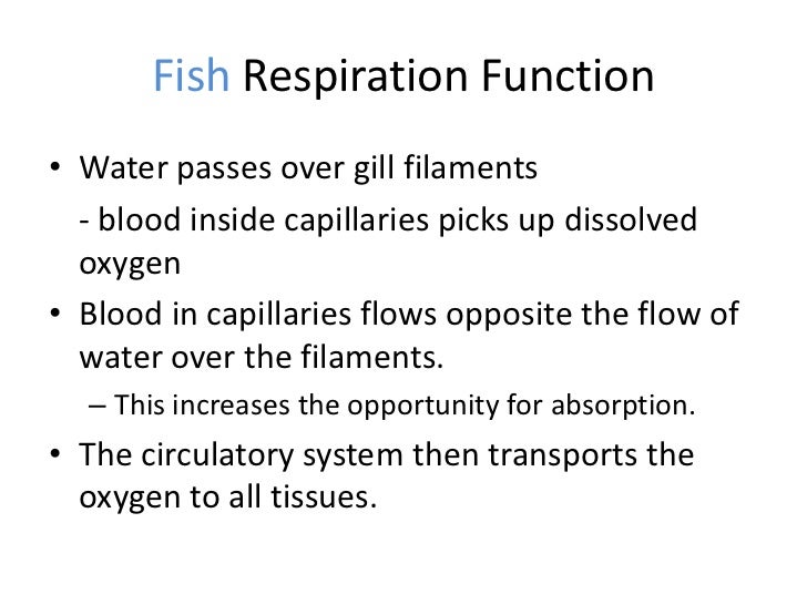 system air flow respiratory Respiration Human, Fish, and adult of