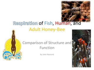 Buchman

       of Fish, Human, and
   Adult Honey-Bee

Comparison of Structure and
        Function
         By: Katie Raymond
 