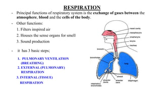 RESPIRATION
- Principal functions of respiratory system is the exchange of gases between the
atmosphere, blood and the cells of the body.
- Other functions:
1. Filters inspired air
2. Houses the sense organs for smell
3. Sound production
- it has 3 basic steps;
1. PULMONARY VENTILATION
(BREATHING)
2. EXTERNAL (PULMONARY)
RESPIRATION
3. INTERNAL (TISSUE)
RESPIRATION
 