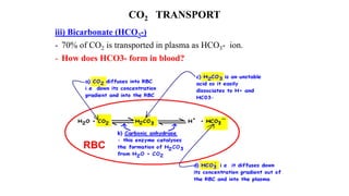 CO2 TRANSPORT
iii) Bicarbonate (HCO3-)
- 70% of CO2 is transported in plasma as HCO3- ion.
- How does HCO3- form in blood?
RBC
 