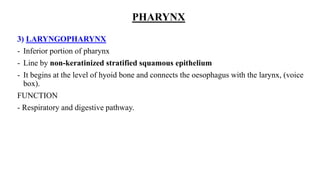 PHARYNX
3) LARYNGOPHARYNX
- Inferior portion of pharynx
- Line by non-keratinized stratified squamous epithelium
- It begins at the level of hyoid bone and connects the oesophagus with the larynx, (voice
box).
FUNCTION
- Respiratory and digestive pathway.
 