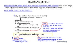 HALDANE EFFECT
Describe how O2 enters blood from alveolar air and into RBC in blood. (i.e. in the lungs,
there is pO2 so the reverse of Bohr effect happens, called Haldane effect.)
DESCRIBE “HALDANE EFFECT”
(Breathed out)
 