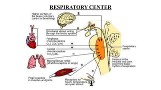 RESPIRATORY CENTER
 