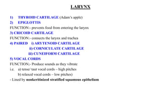 LARYNX
1) THYROID CARTILAGE (Adam’s apple)
2) EPIGLOTTIS
FUNCTION:- prevents food from entering the larynx
3) CRICOID CARTILAGE
FUNCTION:- connects the larynx and trachea
4) PAIRED i) ARYTENOID CARTILAGE
ii) CORNICULATE CARTILAGE
iii) CUNEIFORM CARTILAGE
5) VOCAL CORDS
FUNCTION;- Produce sounds as they vibrate
i.e. a) tense/ taut vocal cords – high pitches
b) relaxed vocal cords – low pitches)
- Lined by nonkeritinized stratified squamous epithelium
 