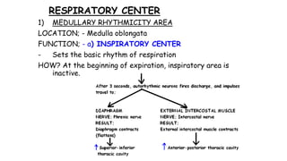 RESPIRATORY CENTER
1) MEDULLARY RHYTHMICITY AREA
LOCATION; - Medulla oblongata
FUNCTION; - a) INSPIRATORY CENTER
- Sets the basic rhythm of respiration
HOW? At the beginning of expiration, inspiratory area is
inactive.
 