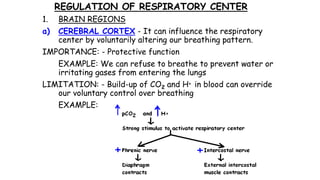 REGULATION OF RESPIRATORY CENTER
1. BRAIN REGIONS
a) CEREBRAL CORTEX - It can influence the respiratory
center by voluntarily altering our breathing pattern.
IMPORTANCE: - Protective function
EXAMPLE: We can refuse to breathe to prevent water or
irritating gases from entering the lungs
LIMITATION: - Build-up of CO2 and H+ in blood can override
our voluntary control over breathing
EXAMPLE:
 