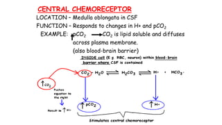 CENTRAL CHEMORECEPTOR
LOCATION – Medulla oblongata in CSF
FUNCTION – Responds to changes in H+ and pCO2
EXAMPLE: pCO2 CO2 is lipid soluble and diffuses
across plasma membrane.
(also blood-brain barrier)
 