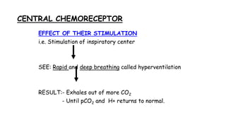 CENTRAL CHEMORECEPTOR
EFFECT OF THEIR STIMULATION
i.e. Stimulation of inspiratory center
SEE: Rapid and deep breathing called hyperventilation
RESULT:- Exhales out of more CO2
- Until pCO2 and H+ returns to normal.
 