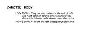 CAROTID BODY
LOCATION: - They are oval nodules in the wall of left
and right common carotid arteries where they
divide into internal and external carotid arteries.
NERVE SUPPLY:- Right and left glossopharyngeal nerve
 