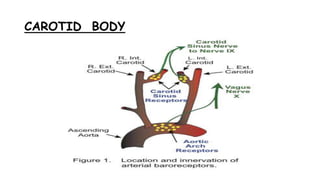 CAROTID BODY
 