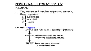 PERIPHERAL CHEMORECEPTOR
FUNCTION
- They respond and stimulate respiratory center by
these responses;
a) pCO2 in blood
b) H+ in blood
c) Hypoxia
 
