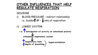 OTHER INFLUENCES THAT HELP
REGULATE RESPIRATION
DESCRIBE
i) BLOOD PRESSURE – indirect relationship
i.e. Sudden BP – rate of respiration
ii) LIMBIC SYSTEM
 
