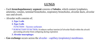 LUNGS
- Each bronchopulmonary segment consists of lobules, which contain lymphatics,
arterioles, venules, terminal bronchioles, respiratory bronchioles, alveolar ducts, alveolar
sacs and alveoli.
- Alveolar walls consists of;
1. Type 1 cells
2. Type 2 cells
FUNCTION – Secretes surfactant.
* SURFACTANT FUNCTION: It reduces surface tension (of alveolar fluid) within the alveoli
preventing alveolar from collapsing during expiration
3. Alveolar macrophages
- Gas exchange occurs across the alveolar – capillary (respiratory) membranes.
 