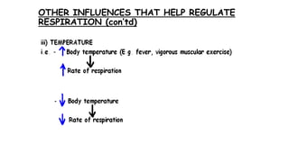 OTHER INFLUENCES THAT HELP REGULATE
RESPIRATION (con’td)
 
