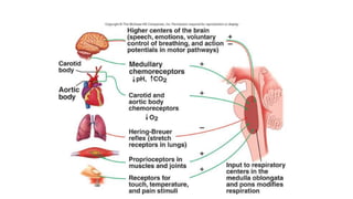 Respiration Physiology-Respiratory System