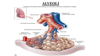 ALVEOLI
 