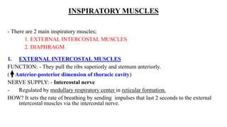 INSPIRATORY MUSCLES
- There are 2 main inspiratory muscles;
1. EXTERNAL INTERCOSTAL MUSCLES
2. DIAPHRAGM
1. EXTERNAL INTERCOSTAL MUSCLES
FUNCTION: - They pull the ribs superiorly and sternum anteriorly.
( Anterior-posterior dimension of thoracic cavity)
NERVE SUPPLY: - Intercostal nerve
- Regulated by medullary respiratory center in reticular formation.
HOW? It sets the rate of breathing by sending impulses that last 2 seconds to the external
intercostal muscles via the intercostal nerve.
 