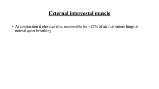 External intercostal muscle
• At contraction it elevates ribs, responsible for ~25% of air that enters lungs at
normal quiet breathing
 