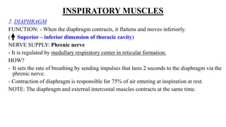 INSPIRATORY MUSCLES
2. DIAPHRAGM
FUNCTION: - When the diaphragm contracts, it flattens and moves inferiorly.
( Superior – inferior dimension of thoracic cavity)
NERVE SUPPLY: Phrenic nerve
- It is regulated by medullary respiratory center in reticular formation.
HOW?
- It sets the rate of breathing by sending impulses that lasts 2 seconds to the diaphragm via the
phrenic nerve.
- Contraction of diaphragm is responsible for 75% of air entering at inspiration at rest.
NOTE: The diaphragm and external intercostal muscles contracts at the same time.
 