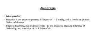 diaphragm
• (at inspiration)
- Descends 1 cm, produces pressure difference of 1- 2 mmHg, and at inhalation (at rest)
500mL of air enter
- Strenous breathing, diaphragm descends ~10 cm, produce a pressure difference of
100mmHg, and inhalation of 2 - 3 liters of air.
 