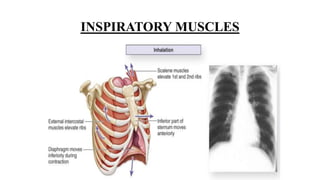 INSPIRATORY MUSCLES
 