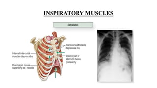 INSPIRATORY MUSCLES
 