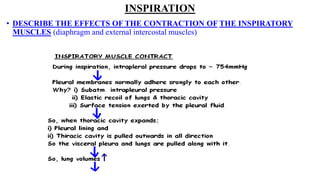 INSPIRATION
• DESCRIBE THE EFFECTS OF THE CONTRACTION OF THE INSPIRATORY
MUSCLES (diaphragm and external intercostal muscles)
 