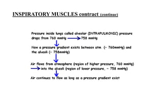 INSPIRATORY MUSCLES contract (continue)
 