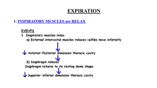 EXPIRATION
1. INSPIRATORY MUSCLES are RELAX
 