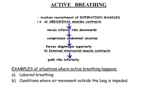 ACTIVE BREATHING
EXAMPLES of situations where active breathing happens.
a) Labored breathing
b) Conditions where air movement outside the lung is impeded.
 