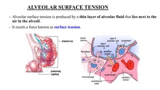 ALVEOLAR SURFACE TENSION
- Alveolar surface tension is produced by a thin layer of alveolar fluid that lies next to the
air in the alveoli.
- It exerts a force known as surface tension.
 