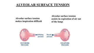 ALVEOLAR SURFACE TENSION
Alveolar surface tension
makes inspiration difficult
Alveolar surface tension
assists in expiration of air out
of the lungs
 