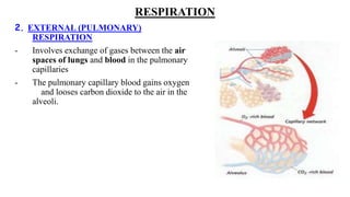 RESPIRATION
2. EXTERNAL (PULMONARY)
RESPIRATION
- Involves exchange of gases between the air
spaces of lungs and blood in the pulmonary
capillaries
- The pulmonary capillary blood gains oxygen
and looses carbon dioxide to the air in the
alveoli.
 