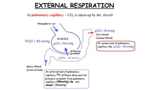 At pulmonary capillary – CO2 is taken-up by the alveoli
 