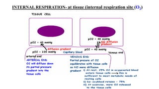 INTERNAL RESPIRATION- at tissue (internal respiration site (O2)
 