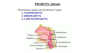 PHARYNX (throat)
- The anatomic regions are divided into 3 parts;
1. NASOPHARYNX
2. OROPHARYNX
3. LARYNGOPHARYNX
 