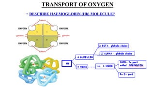 TRANSPORT OF OXYGEN
• DESCRIBE HAEMOGLOBIN (Hb) MOLECULE?
 