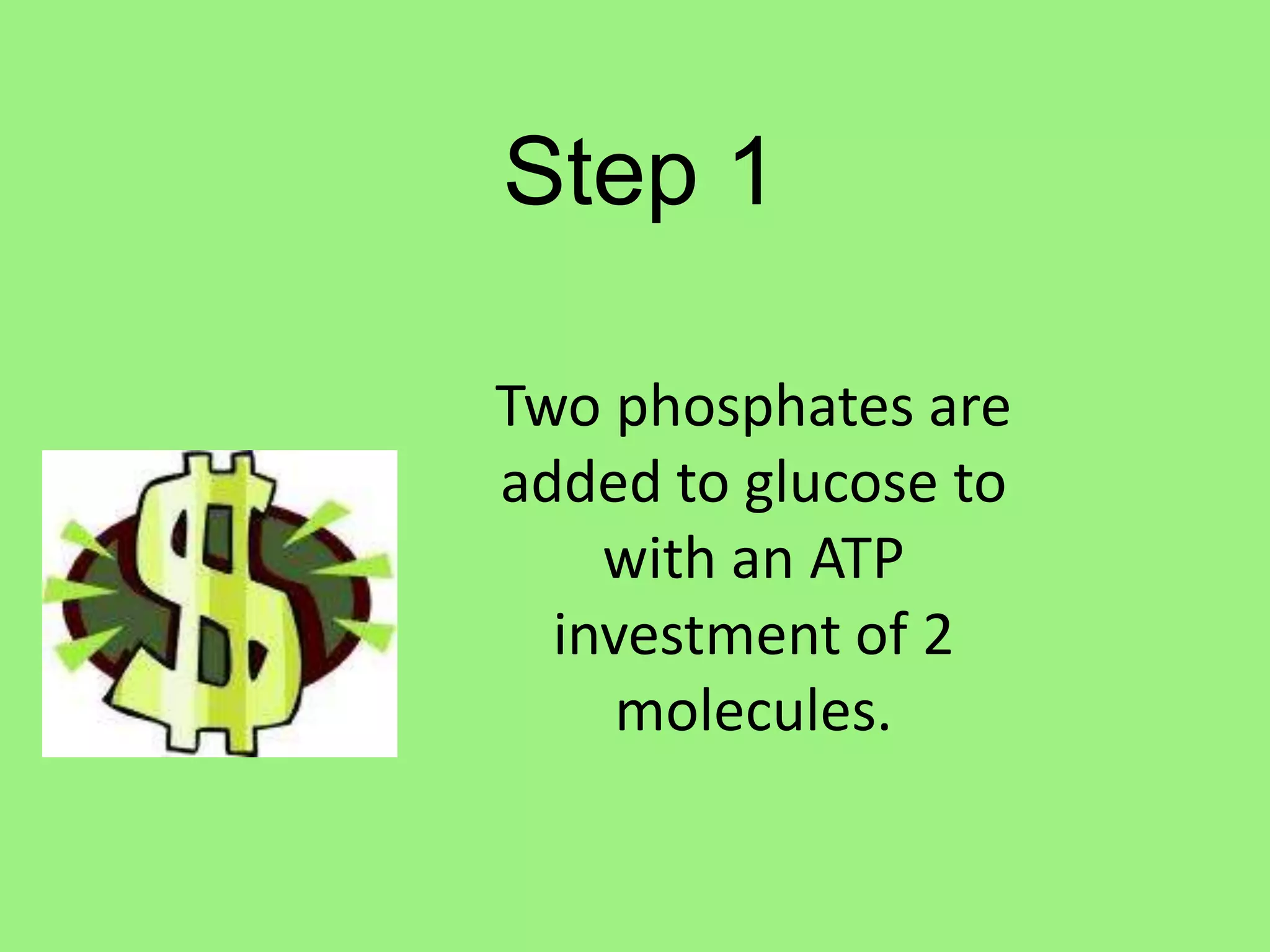 Step 1Two phosphates are added to glucose to with an ATP investment of 2 molecules.