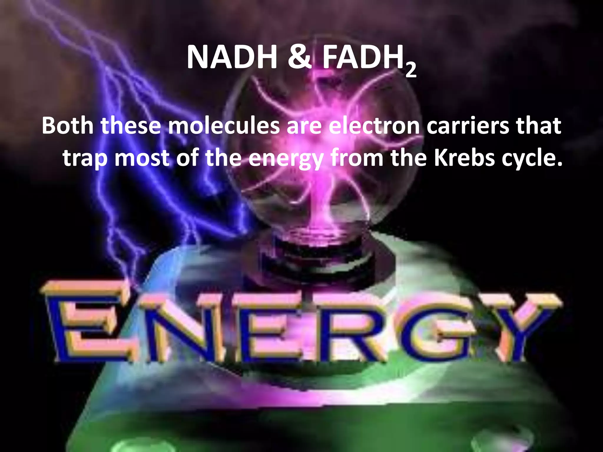 NADH & FADH2Both these molecules are electron carriers that trap most of the energy from the Krebs cycle.