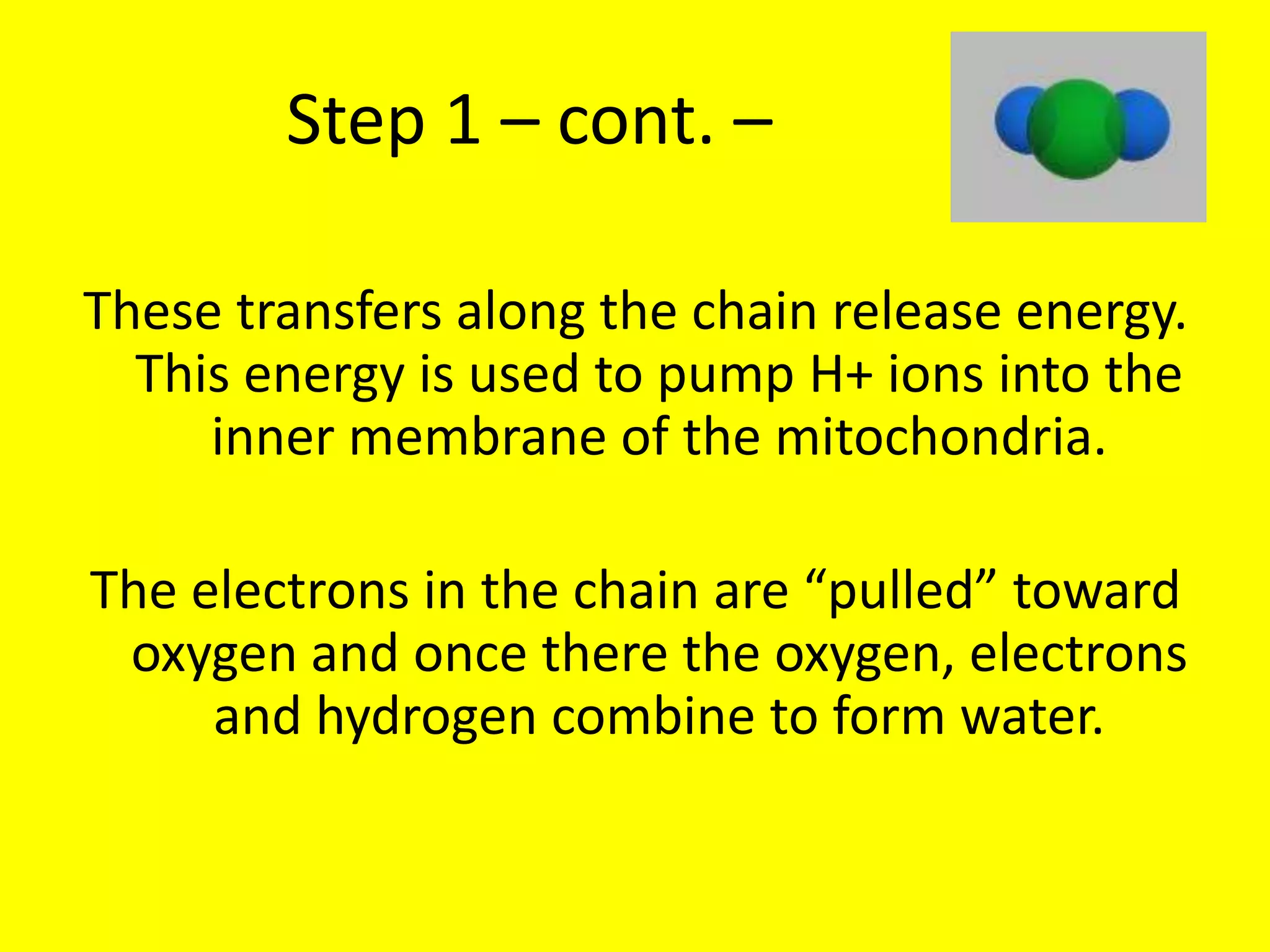 Step 1 – cont. – These transfers along the chain release energy.  This energy is used to pump H+ ions into the inner membrane of the mitochondria.The electrons in the chain are “pulled” toward oxygen and once there the oxygen, electrons and hydrogen combine to form water.