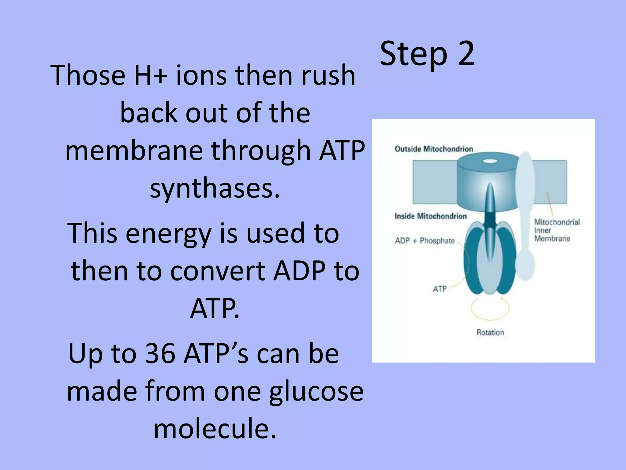 Step 2Those H+ ions then rush back out of the membrane through ATP synthases.This energy is used to then to convert ADP to ATP.  Up to 36 ATP’s can be made from one glucose molecule.  