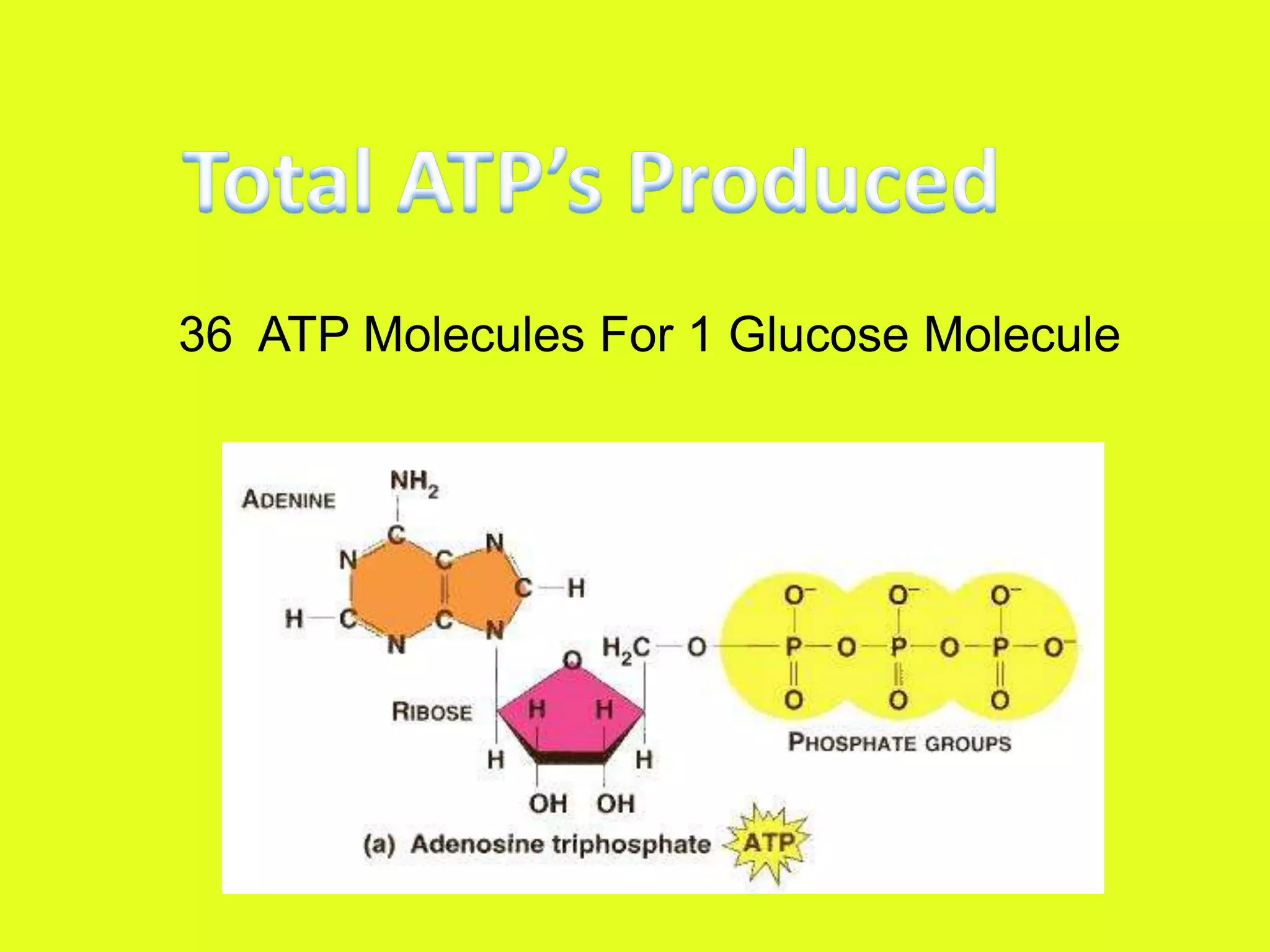 Total ATP’s Produced 36  ATP Molecules For 1 Glucose Molecule 