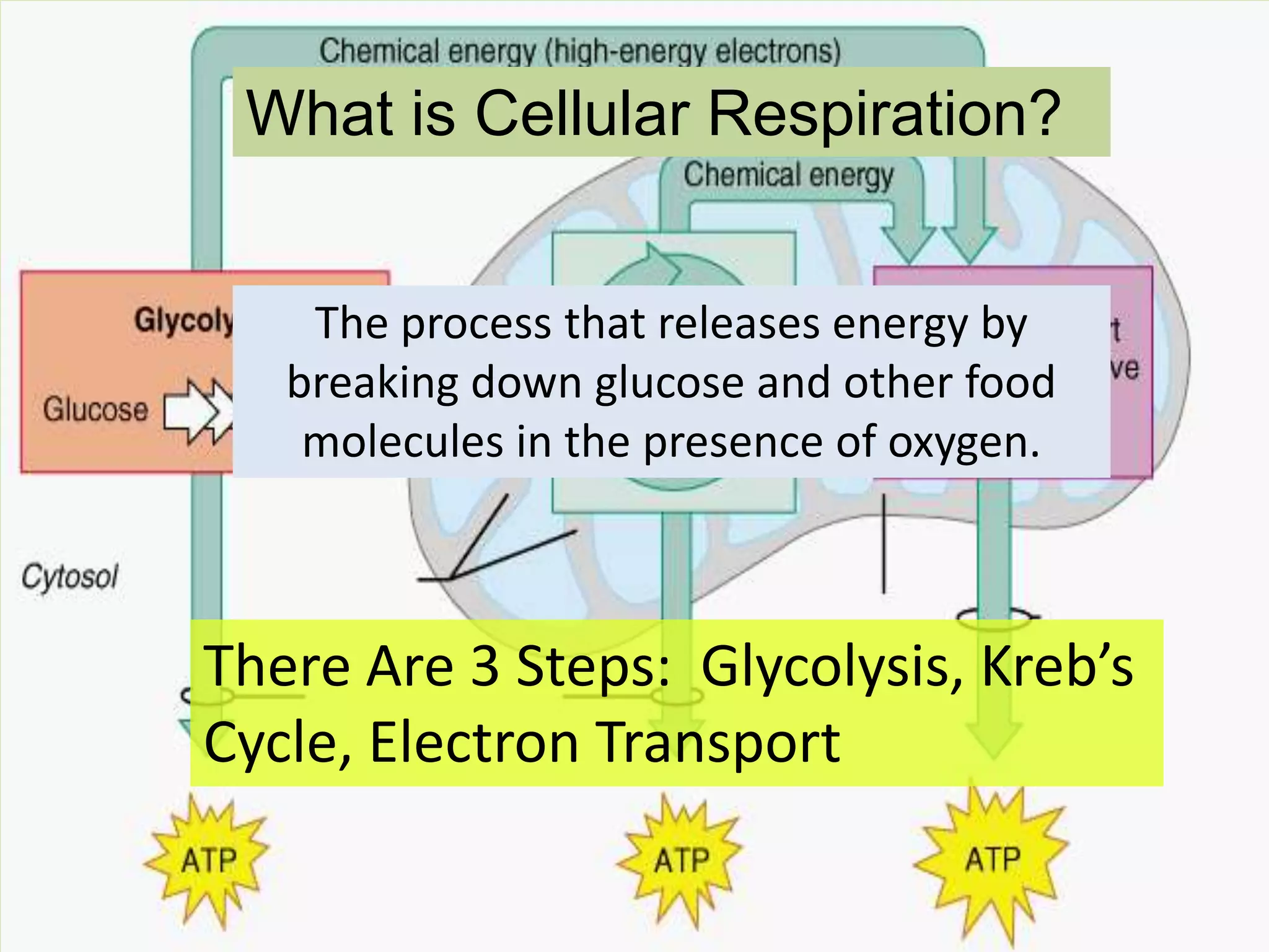 What is Cellular Respiration?The process that releases energy by breaking down glucose and other food molecules in the presence of oxygen.There Are 3 Steps:  Glycolysis, Kreb’s Cycle, Electron Transport