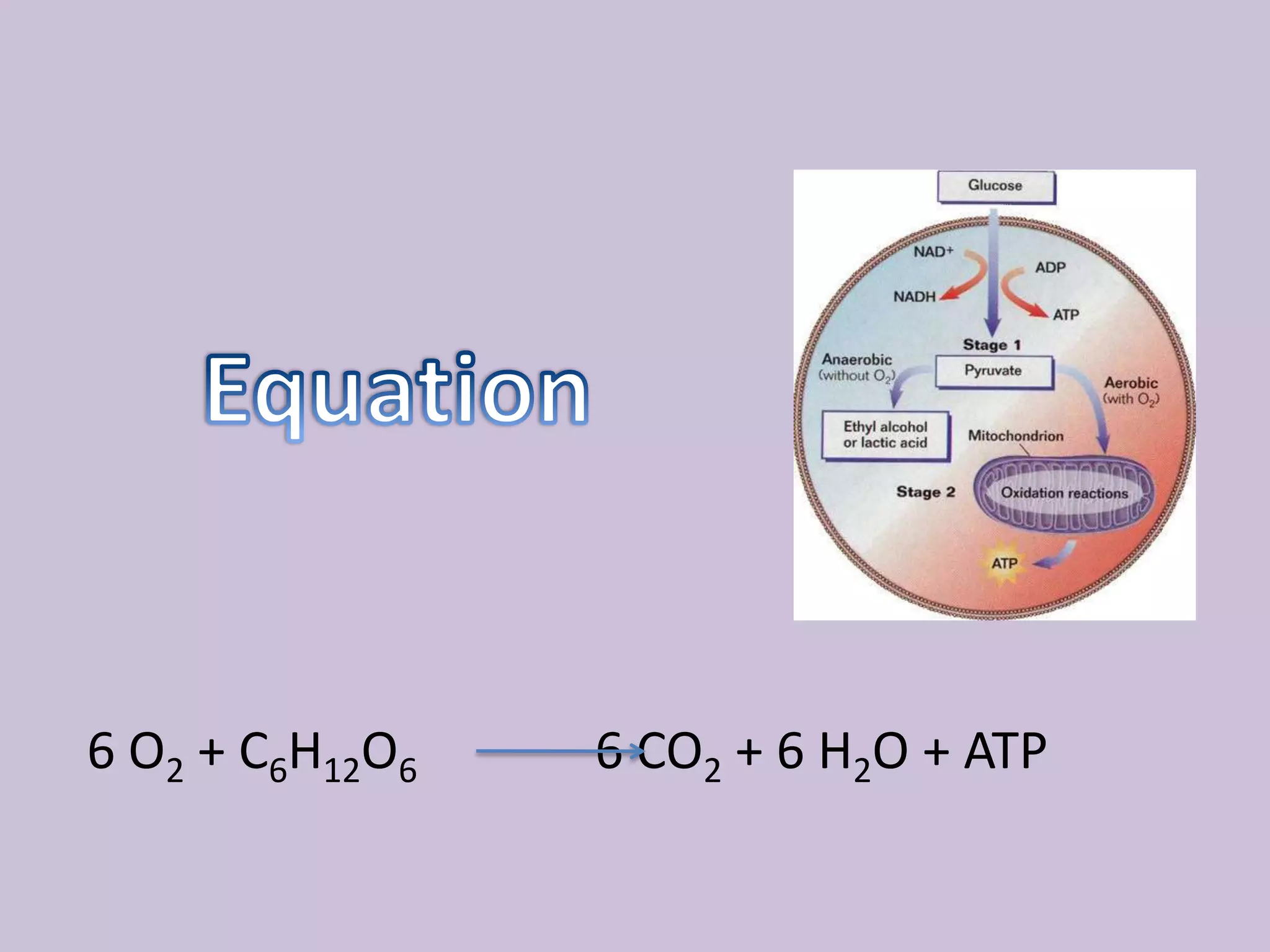 Equation6 O2 + C6H12O6 			6 CO2 + 6 H2O + ATP