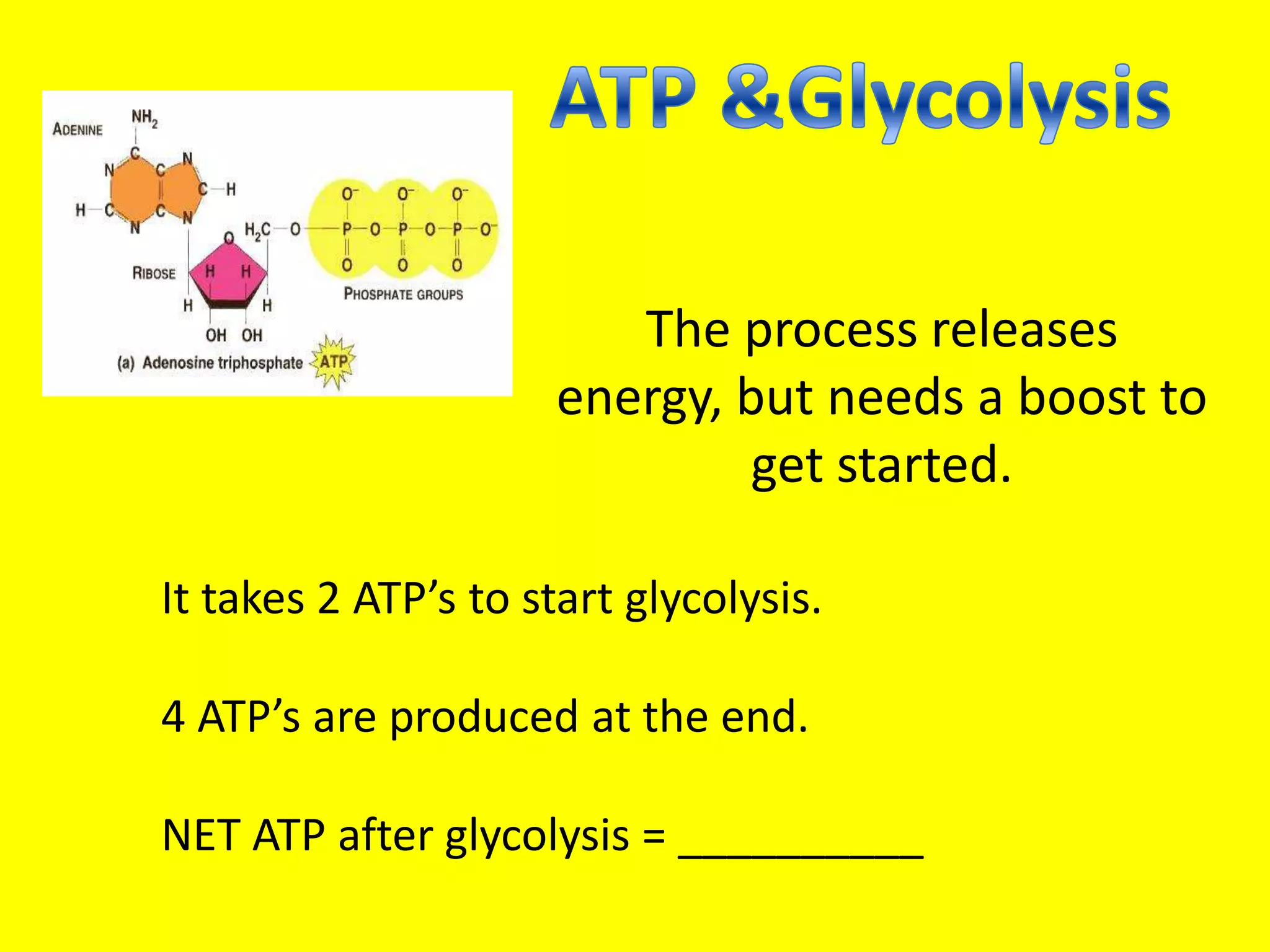 ATP & GlycolysisThe process releases energy, but needs a boost to get started.It takes 2 ATP’s to start glycolysis.4 ATP’s are produced at the end.NET ATP after glycolysis = __________