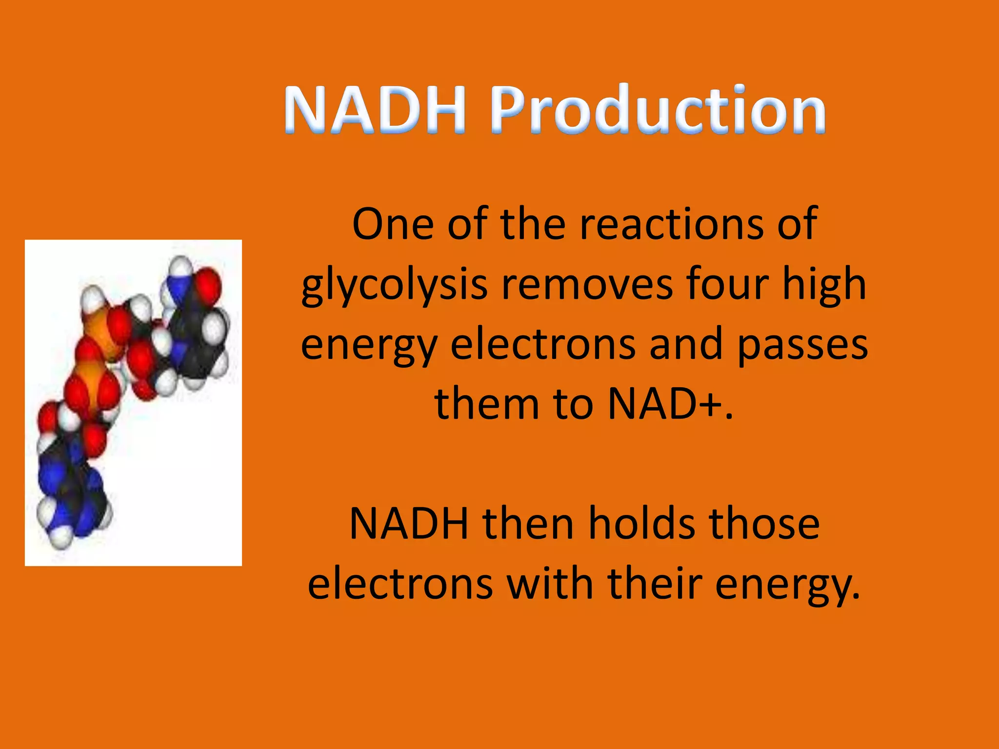NADH ProductionOne of the reactions of glycolysis removes four high energy electrons and passes them to NAD+.NADH then holds those electrons with their energy.