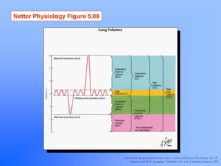 Netter Physiology Figure 5.06




                                reproduced by permission from Netter’s Atlas of Human Physiology, by J.T.
                                     Hansen and B.M. Koeppen, Teterboro NJ: Icon Learning Systems,2002
 