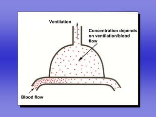 Ventilation

                           Concentration depends
                           on ventilation/blood
                           flow




Blood flow
 