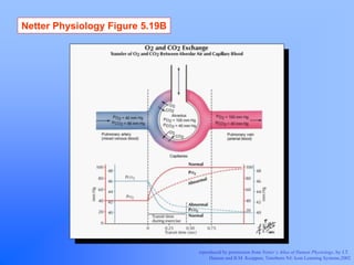 Netter Physiology Figure 5.19B




                                 reproduced by permission from Netter’s Atlas of Human Physiology, by J.T.
                                      Hansen and B.M. Koeppen, Teterboro NJ: Icon Learning Systems,2002
 